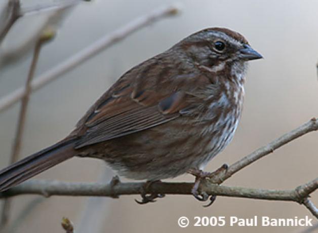 Song Sparrow