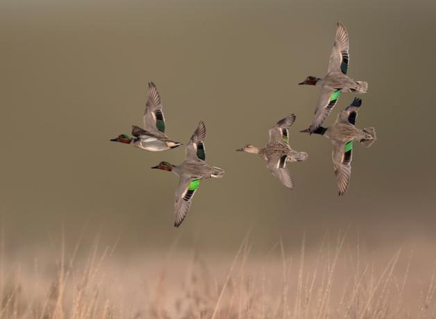 Green-winged Teal in flight