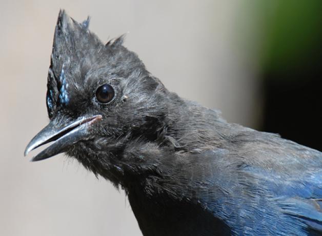 A blue bird with a dark blue-black head with crest feathers looks to the viewer's left