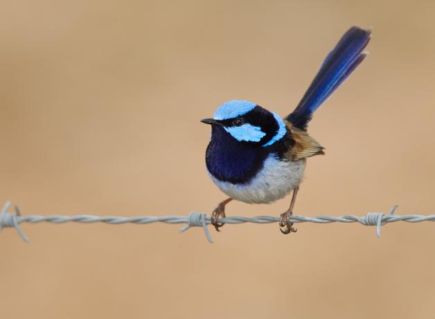 A Superb Fairy Wren perched on a wire fence