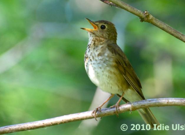 Swainson's Thrush Singing