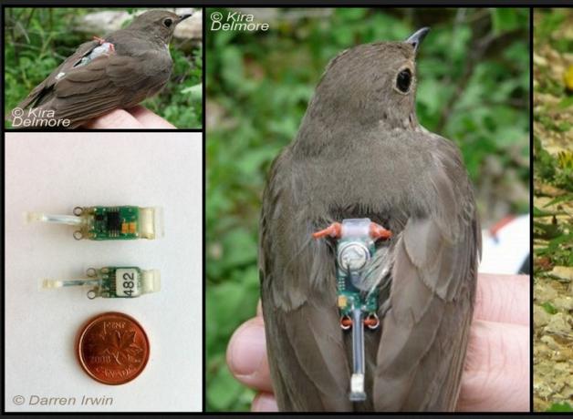 Swainson's Thrush Geolocator