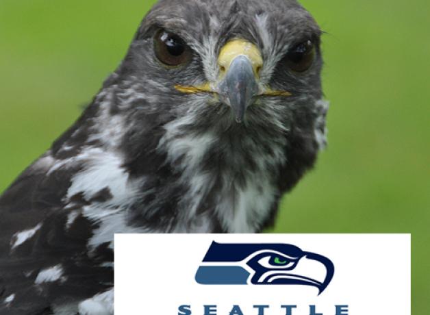 Taima, an Osprey, aka "Seahawk"