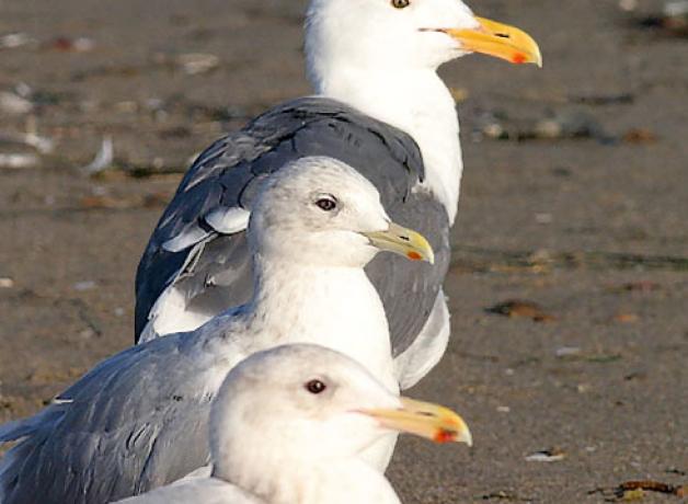 3 gull species: Western, Thayer's, Glaucous-wing Gulls (top to bottom)