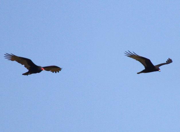 vulture vs hawk