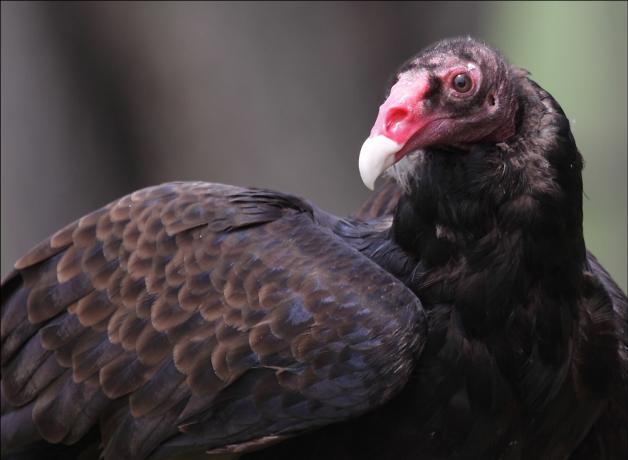 Turkey Vulture