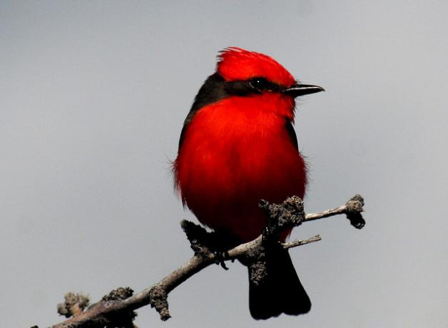 Vermilion Flycatcher male