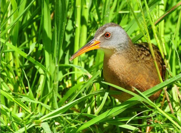 Virginia Rail
