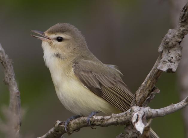 Warbling Vireo