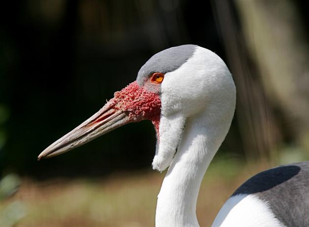 White long-necked bird with long sharp beak and a wattle of skin beneath its chin