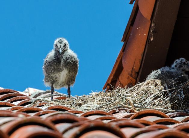 Western Gull chicks