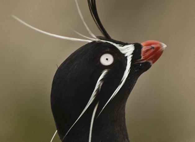 Whiskered Auklet