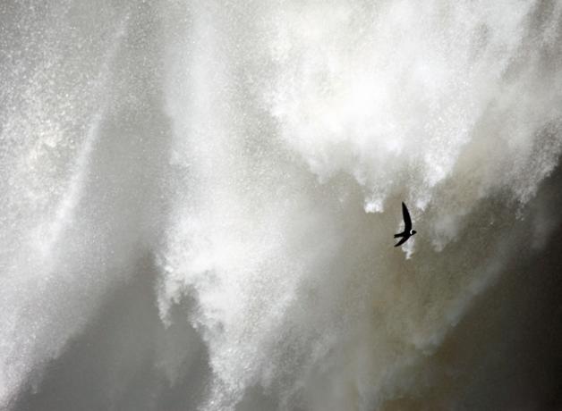 White-collared Swift flying by waterfall spray