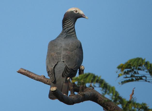 White-crowned Pigeon sits on a branch, with clear blue sky background