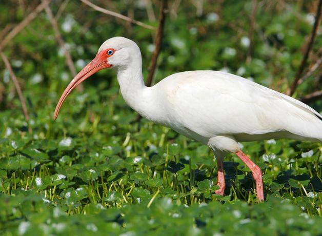 White Ibis's Tricky Nesting Schedule | BirdNote