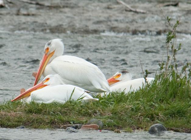 White Pelicans