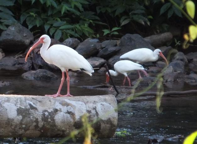 White Ibises in wet habitat