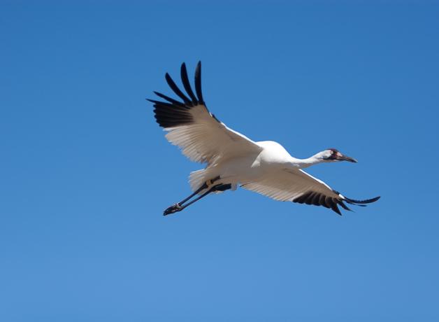 Whooping Crane in flight