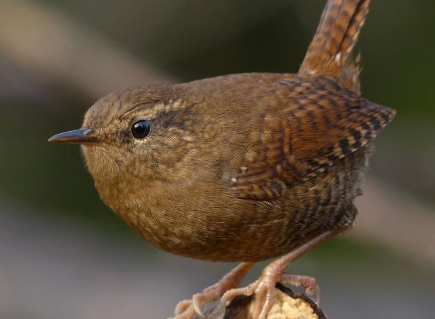 Winter Wren