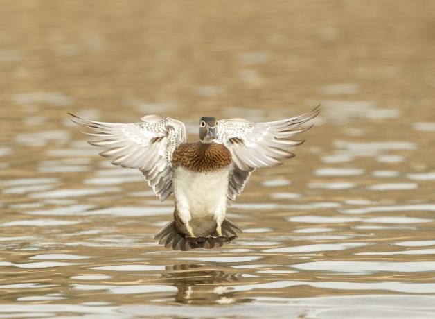 Wood Duck female