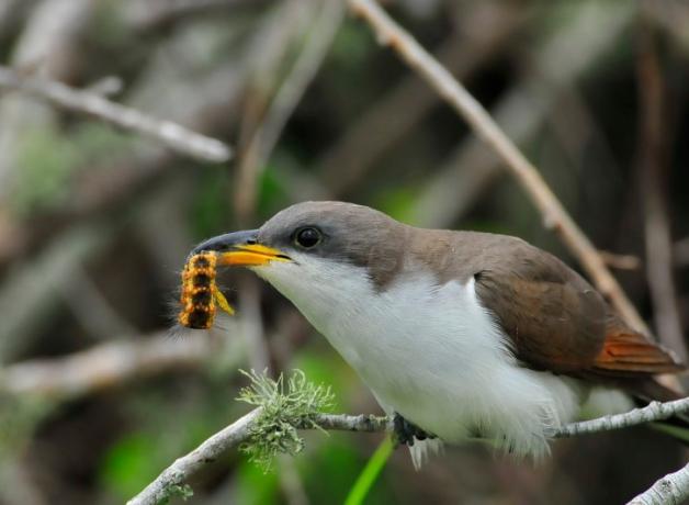 Yellow-billed Cuckoo with caterpillar