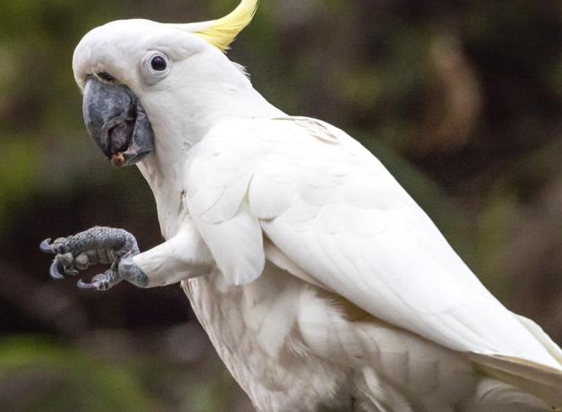 Una cacatúa sosteniendo un tentempié con un pie