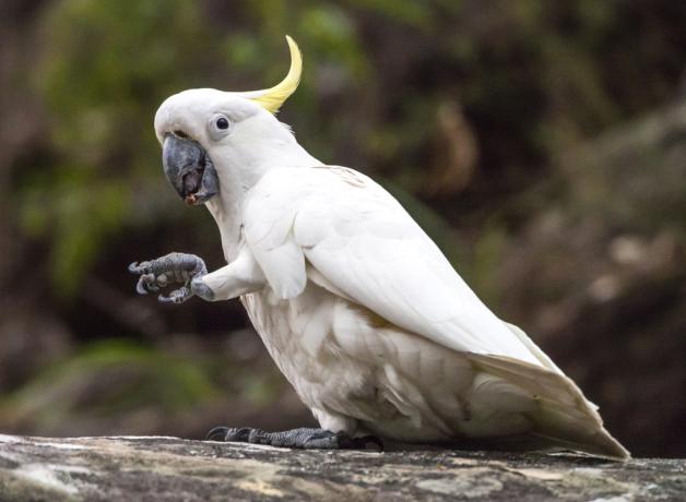 Sulphur-crested Cockatoo