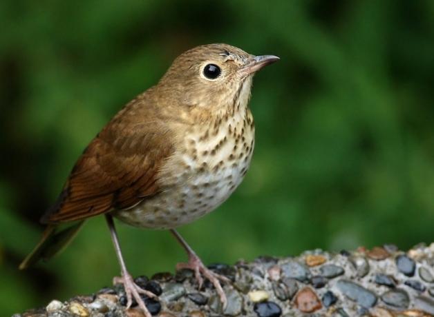 Swainson's Thrush