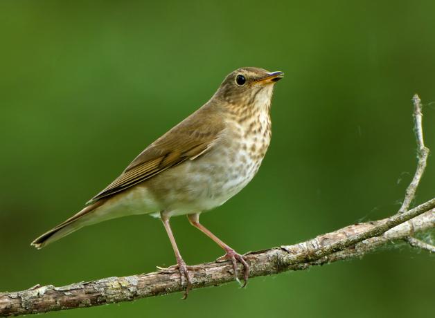 Swainson's Thrush