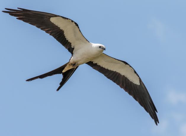 Swallow-tailed Kite