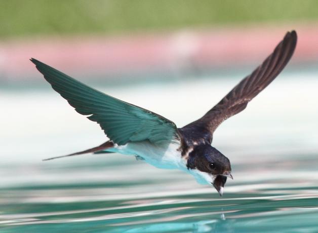 Swallow flying drinking