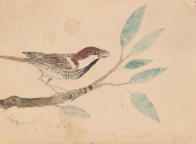 Sketch of a sparrow by a young Theodore Roosevelt