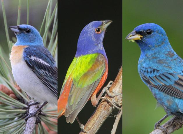 Photo showing an Indigo Bunting, a Lazuli Bunting, and a Painted Bunting