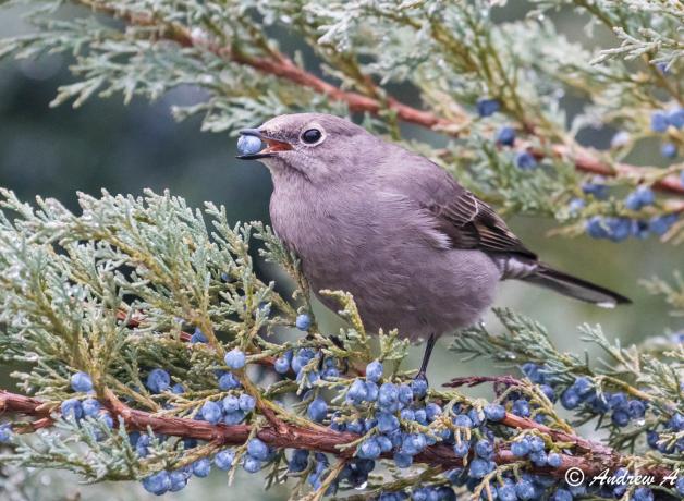 Townsend's Solitaire
