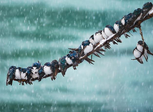 Tree Swallows huddled next to each other on a snowy branch 