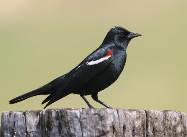 Tricolored Blackbirds Face The Future | BirdNote