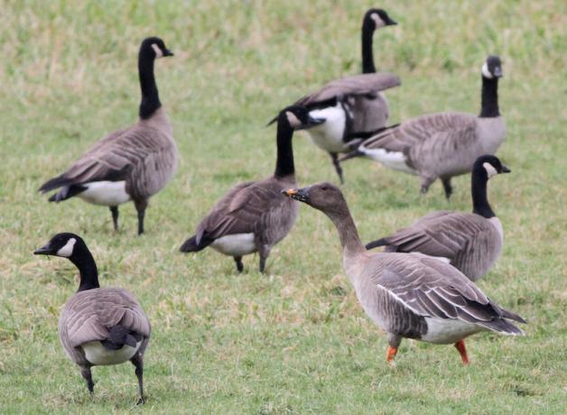 Tundra Bean-Goose