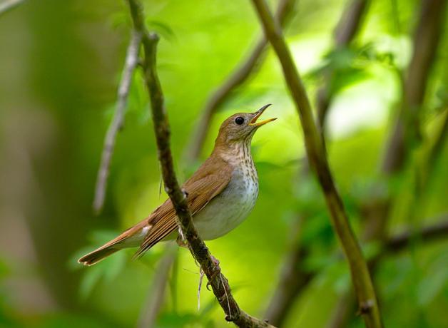 Veery singing on a branch