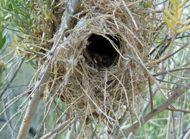 Verdin's winter nest