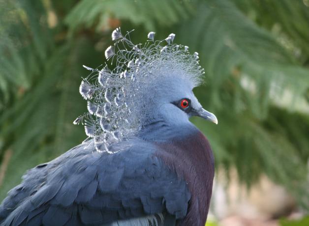 Victoria Crowned Pigeon
