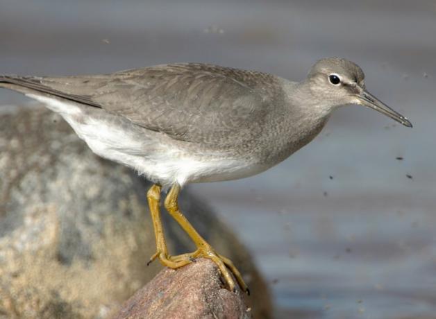 Wandering Tattler