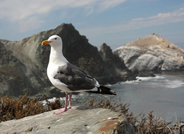 Western Gull standing on a rock against an mountainous coastline.