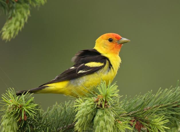 Western Tanager sitting on evergreen branch, and showing its bright yellow head and breast, black wings, and orange face