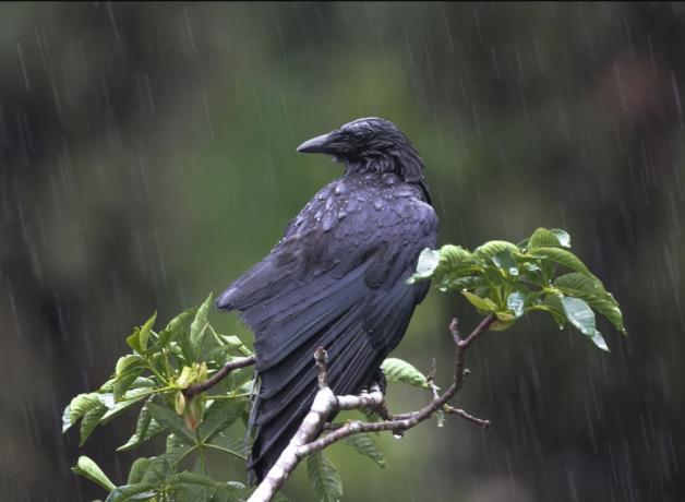 American Crow sitting in light rain, its feathers wet
