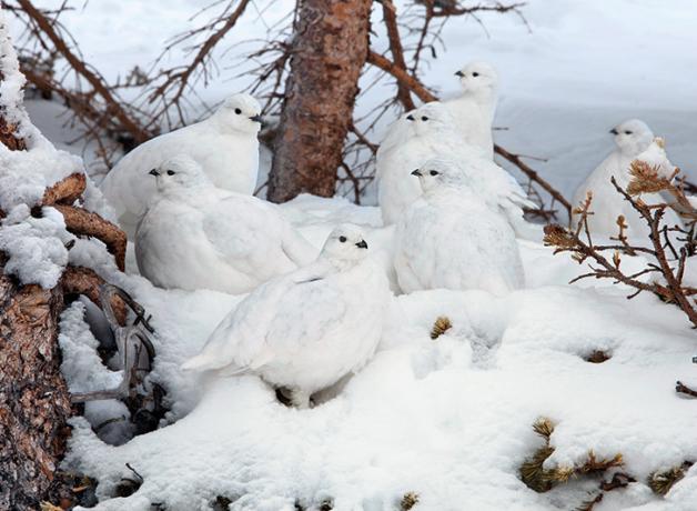 Flock of White-tailed Ptarmigan in snow