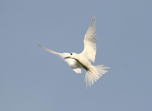 White Tern in flight