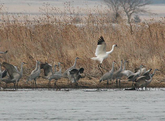 Whooping Crane with Sandhill Cranes on the Platte River