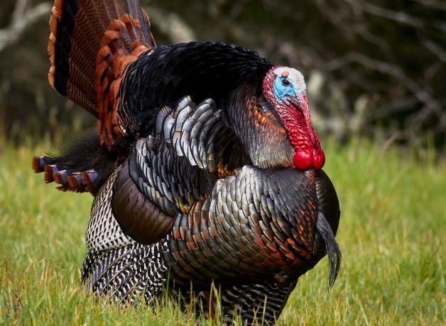 Wild Turkey