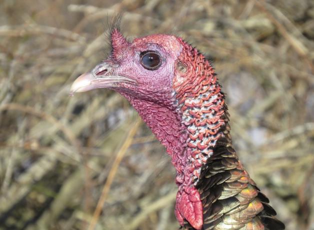 Wild Turkey