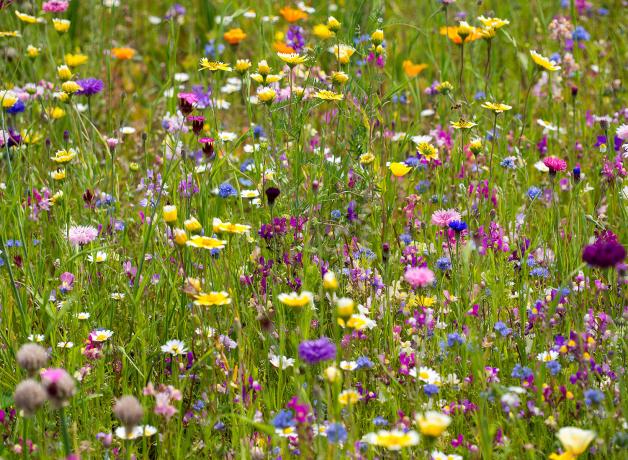Wildflowers
